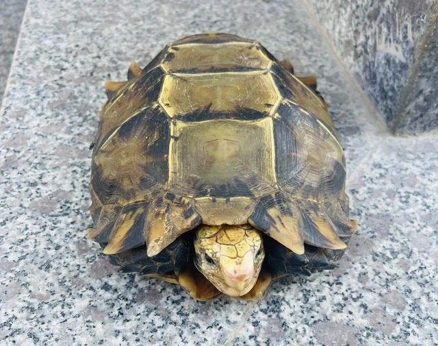 Rare turtle individual voluntarily handed over to the police by people in Tam Thai commune. Photo: Ngoc Anh