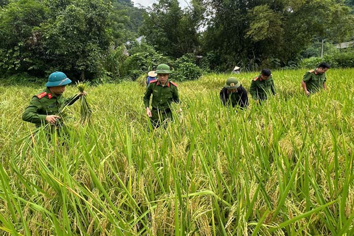Tuyen Quang Provincial Police force goes to the fields with people to harvest the crop. Photo: Tuyen Quang e-Portal