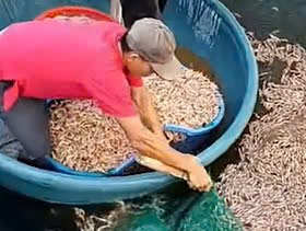 After the mass shrimp deaths in Quang Tri, the police have coordinated with functional agencies to investigate and clarify. Photo: Van Son