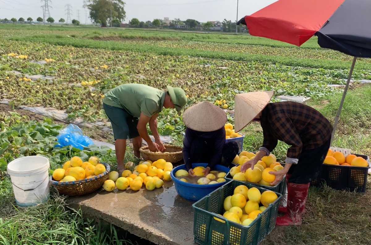 Many watermelon fields in Nam Truc commune, Ninh Binh province are damaged by 60% due to weather effects. Photo: Luong Ha