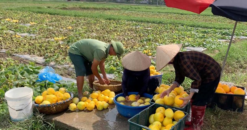 Ninh Bình: Nông dân lo mất trắng dưa hấu vì mưa lớn
