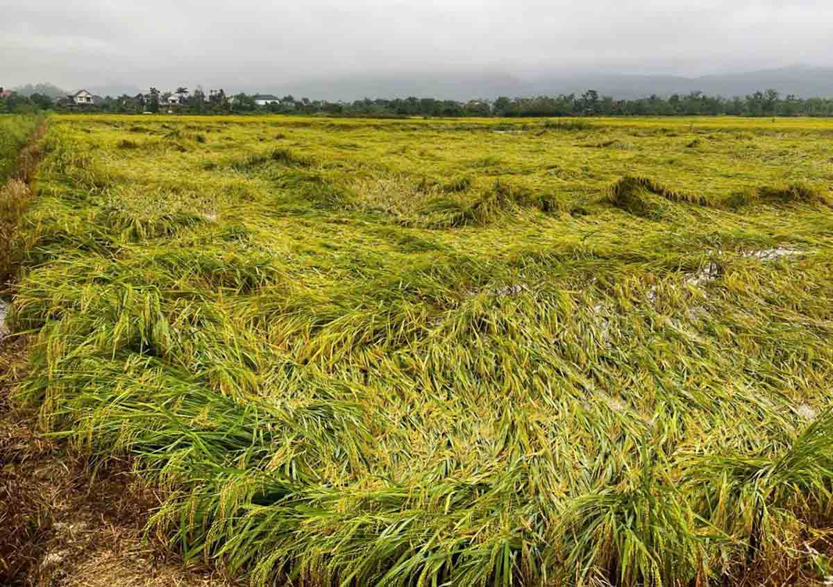 Tornadoes caused thousands of hectares of rice in Ha Tinh to fall. Photo: Hoang Anh