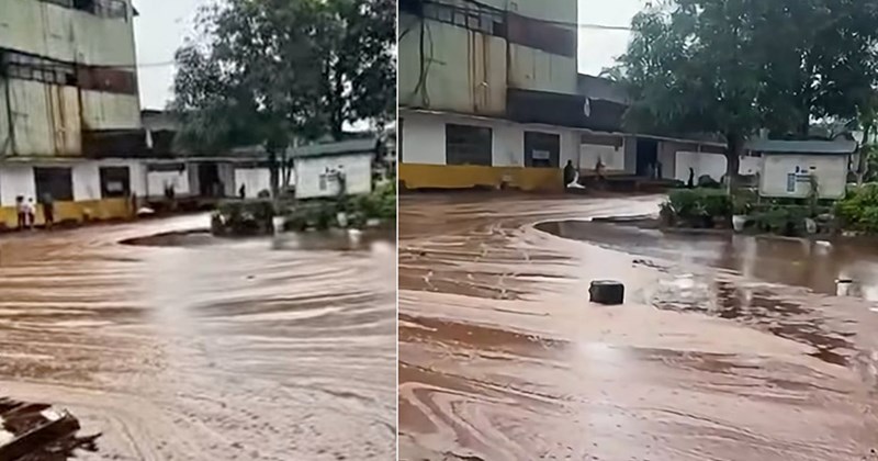 Nhà máy đường thu gom hạt giống mía khẩn cấp sau sự cố sét đánh
