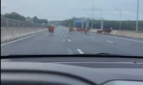 A herd of cows appears in front of a car moving on the Van Ninh - Cam Lo expressway. Video photo provided by people