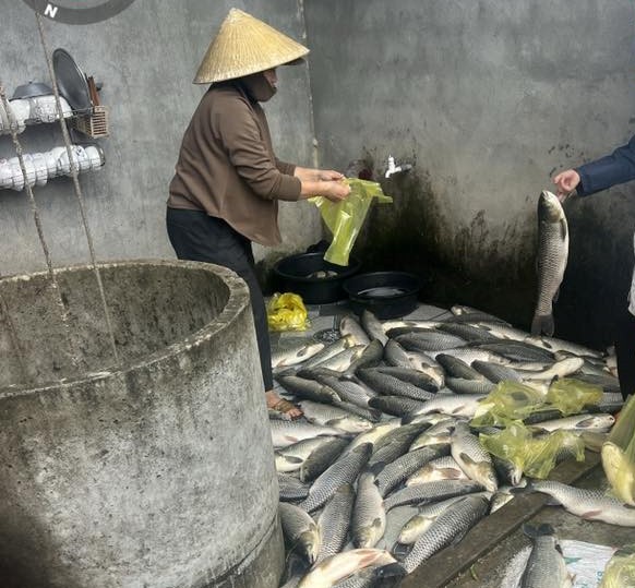 People collect and handle dead fish on the Lam River. Photo: Ngoc Anh