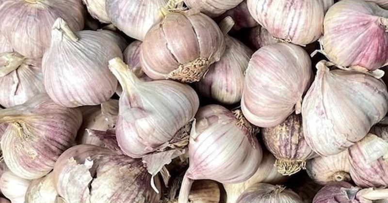 Lời khuyên cho người thường xuyên ăn tỏi