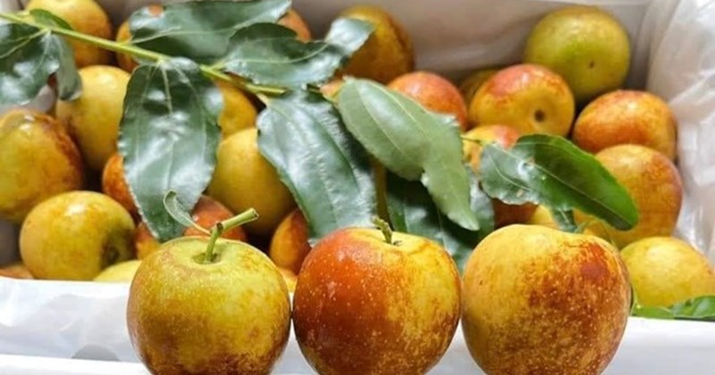 Giải độc, mát gan bằng lá quý hiếm