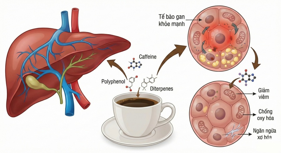Image of human liver anatomy and the effect of coffee on liver cells, supporting liver detoxification. Graphics: Tra My