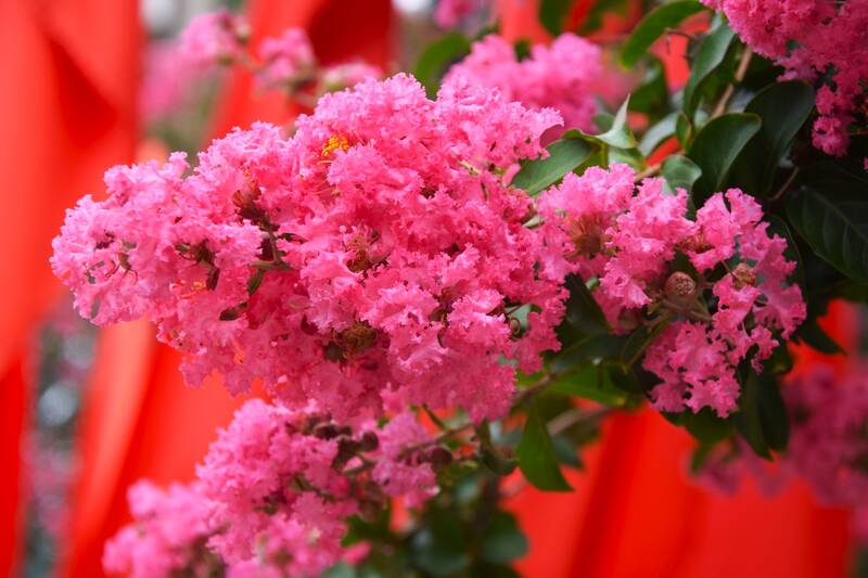 Tường vi nở rộ tại công viên Tô Hiệu, Chiềng Lề, tỉnh Sơn La. Ảnh: Trường Sơn