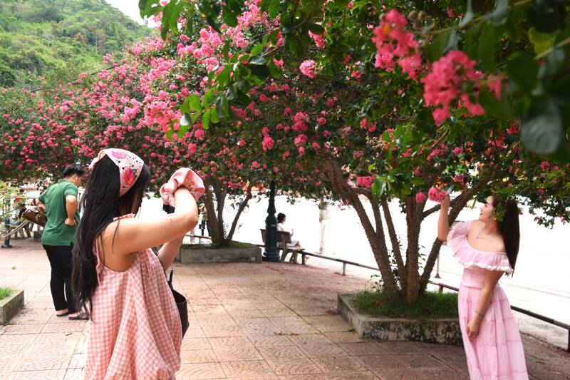 Early summer, Son La is brilliant with flower colors attracting people to check-in. Photo: Truong Son