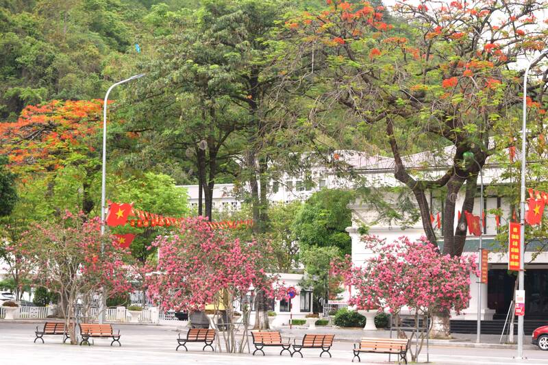 Đường phố Sơn La được tô điểm đầu hè bằng màu sắc sặc sỡ của các loài hoa. Ảnh: Trường Sơn