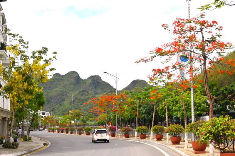 Hoa phượng và muồng hoàng yến nở rộ tuyến bờ kè suối Nậm La. Ảnh: Trường Sơn
