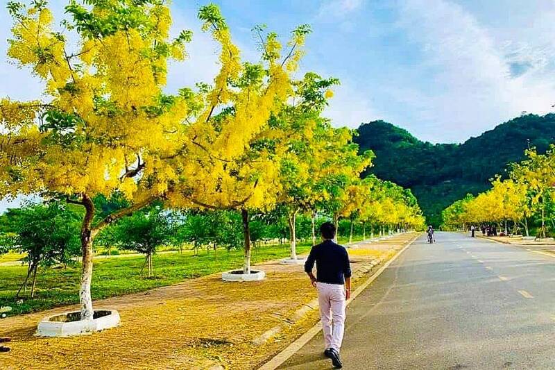 Muồng hoàng yến khu quảng trường và trung tâm hành chính phường Mộc Châu nở rộ. Ảnh: Hồng Trung
