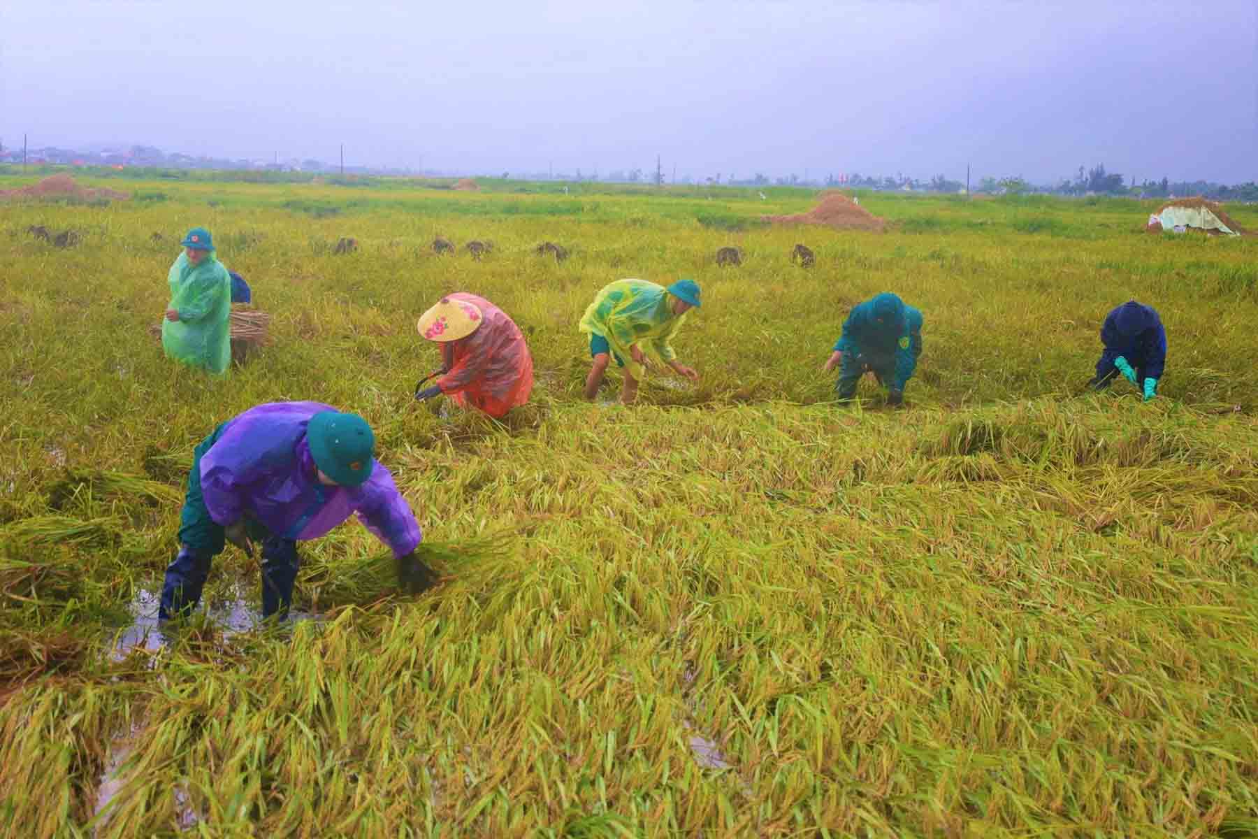 Hơn 5.800 hecta lúa bị đổ. Ảnh: Khắc Mai.