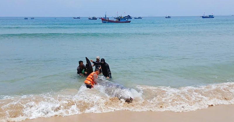 Cá voi mắc cạn ở Gia Lai thuộc loài quý hiếm, lặn sâu nhất thế giới