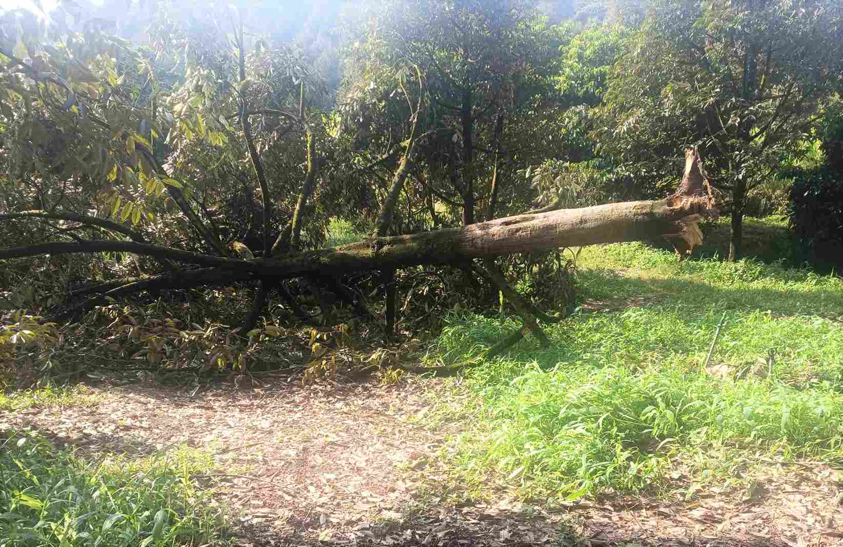 Sầu riêng của người dân bị lốc xoáy bẻ gãy. Ảnh: Phúc Khánh 
