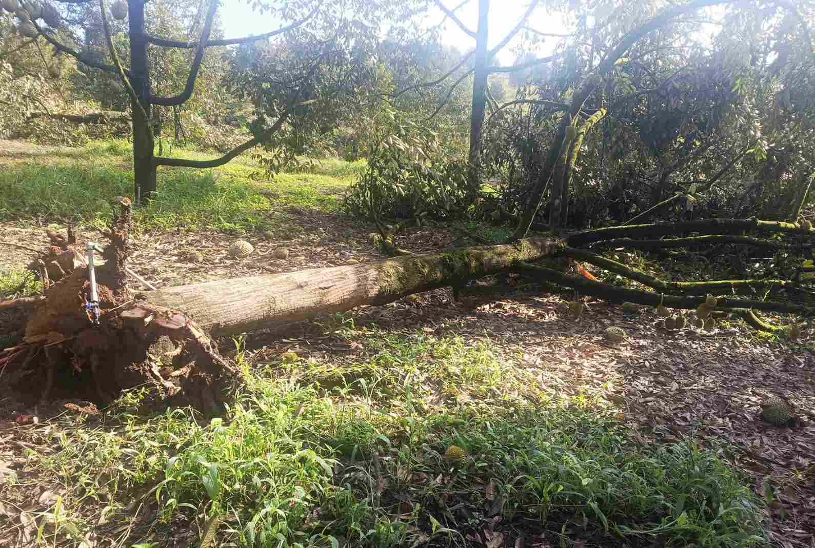 Sầu riêng của người dân xã Đạ Huoai 2 bị lốc xoáy làm bật gốc. Ảnh: Phúc Khánh