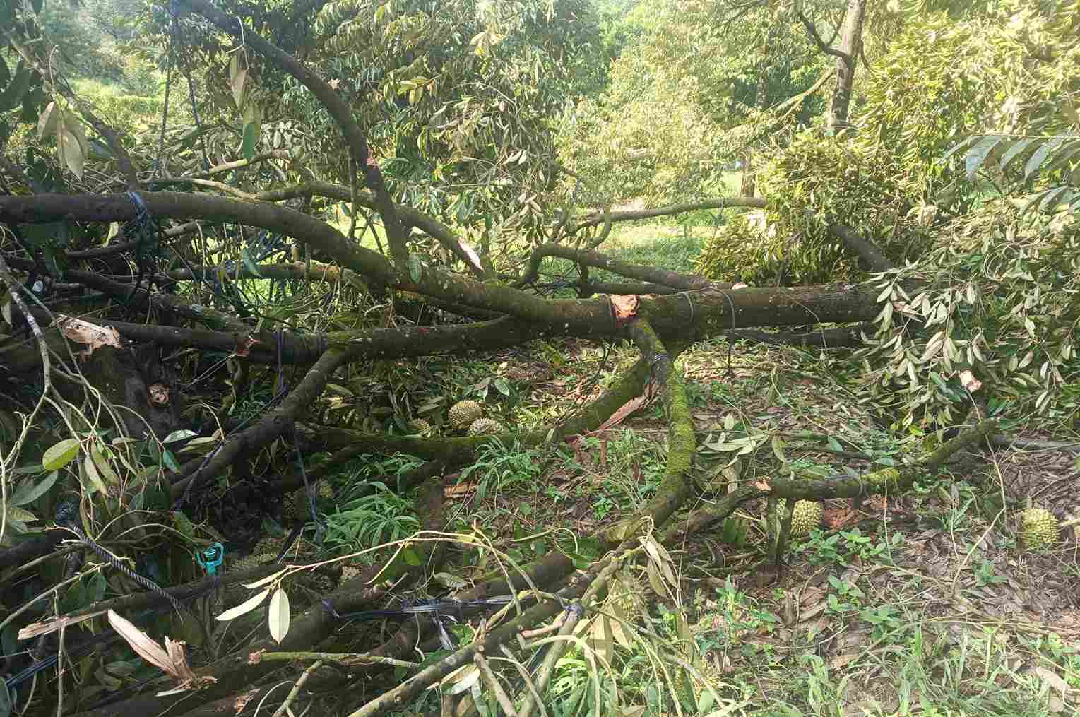Sầu riêng của người dân xã Đạ Huoai 2 bị lốc xoáy làm ngã đổ. Ảnh: Phúc Khánh 