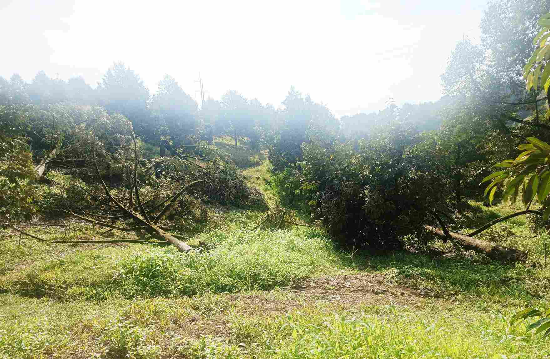 The tornado caused durians of people in Da Huoai 2 commune to fall in large numbers. Photo: Phuc Khanh