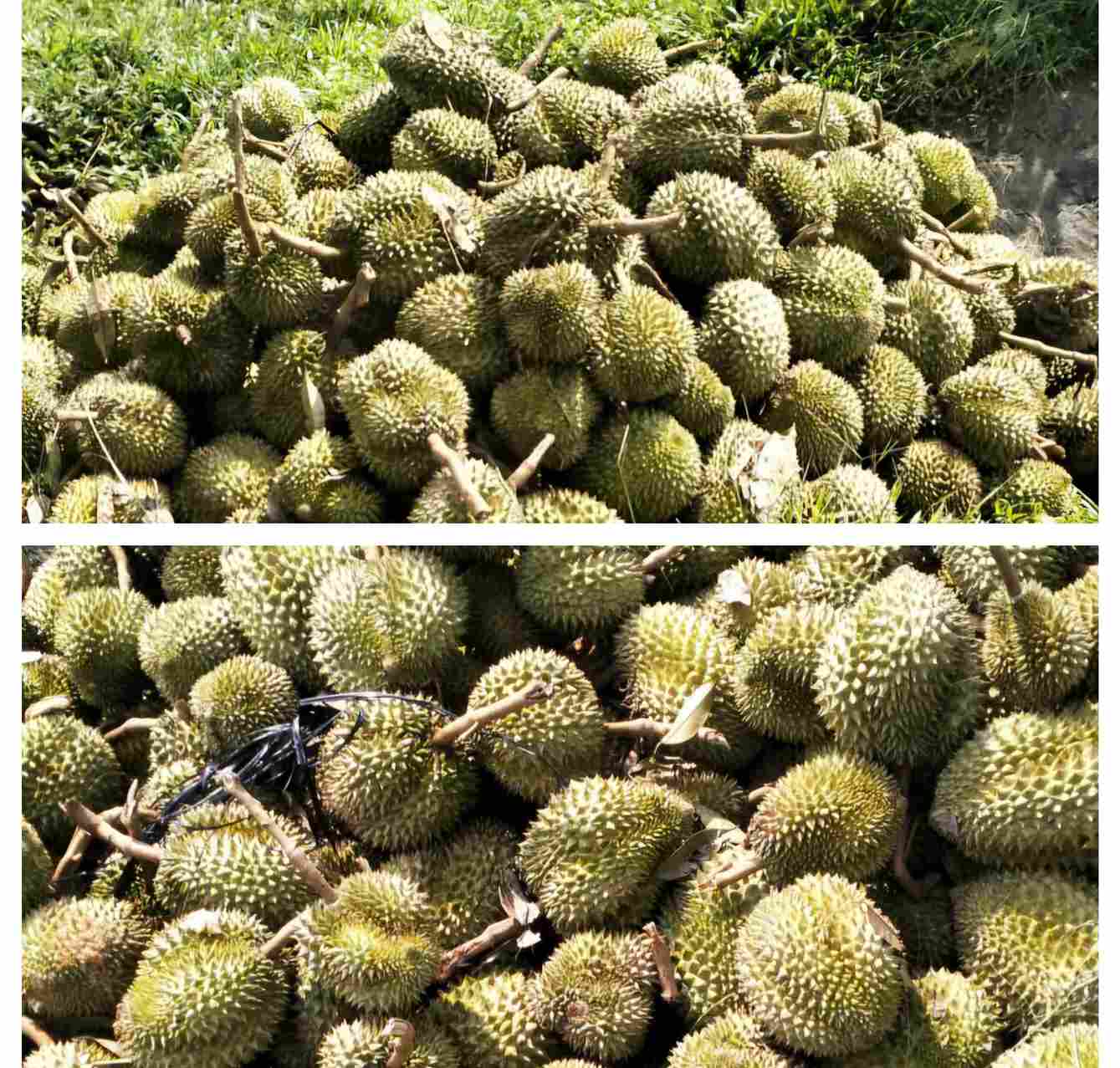 Quả sầu riêng non của người dân xã Đạ Huoai 2 bị lốc xoáy tuốt rụng. Ảnh: Phúc Khánh  