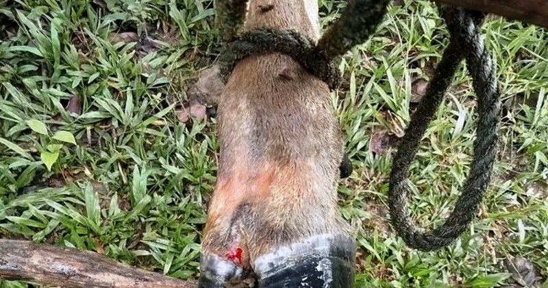 Ngăn chặn virus lở mồm long móng SAT1 xâm nhập Việt Nam