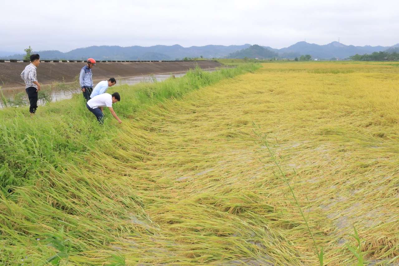 Tornadoes accompanied by heavy rain caused thousands of hectares of spring rice in Thien Nhan commune to collapse and be flooded when close to harvest day. Photo: Kim Dung