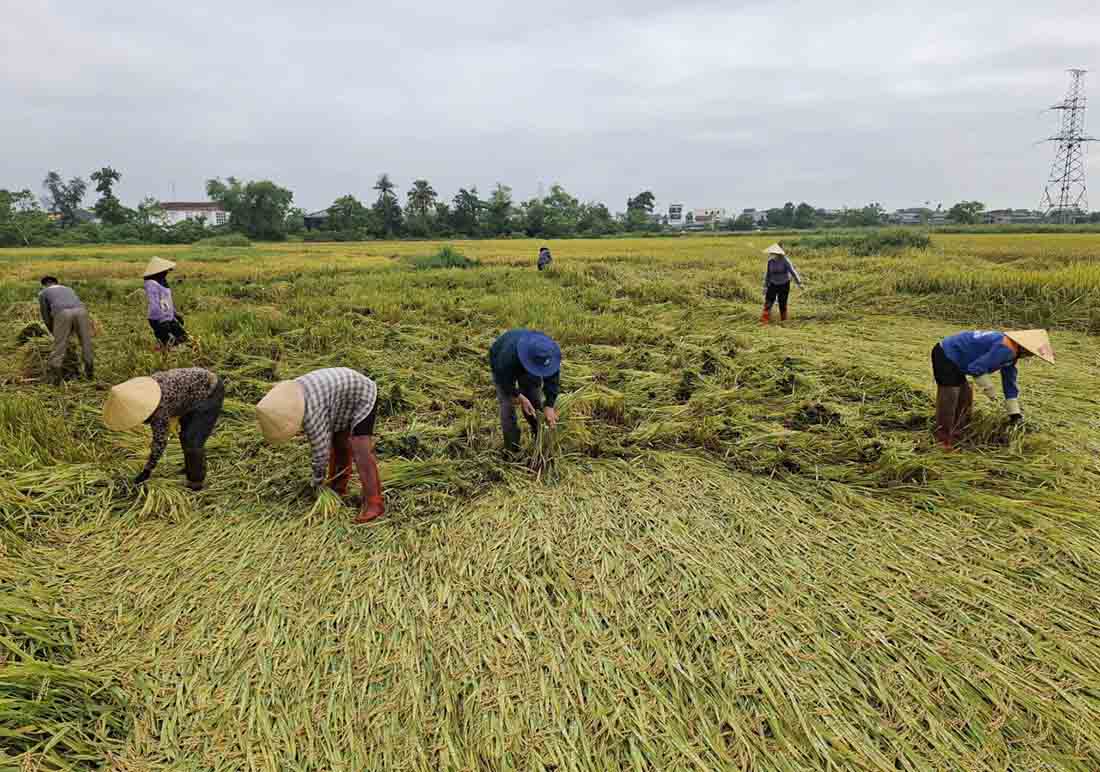 Ms. An's family hires 7 people to urgently harvest manually the field that was knocked down by thunderstorms. Photo: Tran Tuan