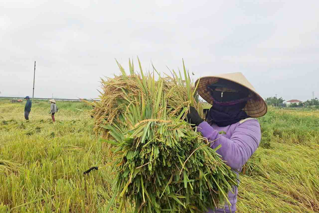 Bà An than phiền về khó khăn, bấp bênh với nghề trồng lúa. Ảnh: Trần Tuấn