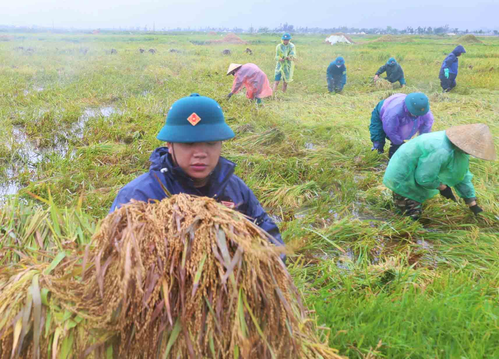 Dân quân tự vệ gặt lúa đổ do dông lốc giúp dân ở xã Đông Kinh. Ảnh: Khắc Mai