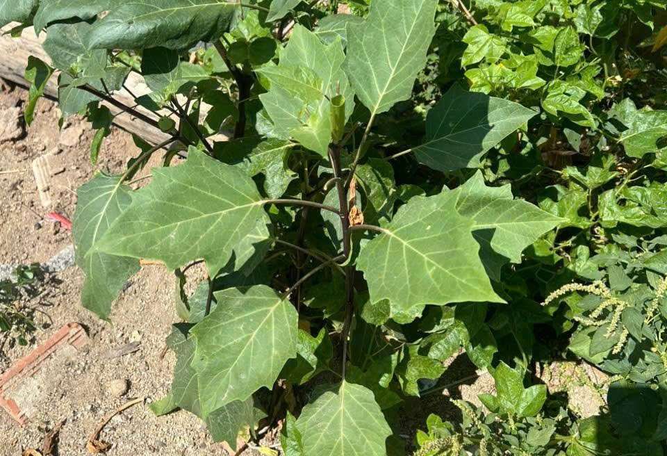 Two people in Dak Lak have been hospitalized after eating poisonous eggplant leaves. Photo: Nguyen Cong