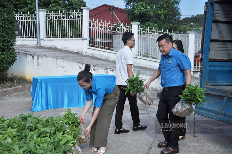 Những cây giống được trao giúp tạo sinh kế bền vững cho người dân. Ảnh: Đinh Đại