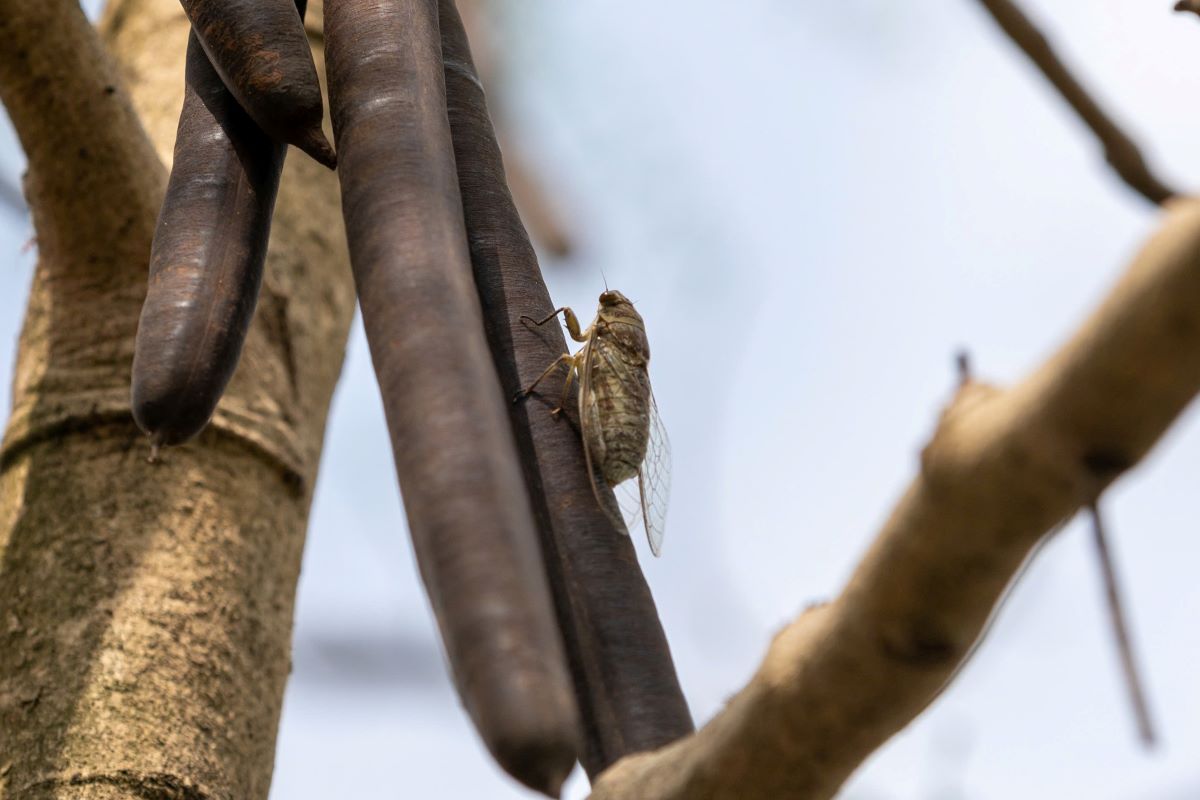 After eating cicadas, many cases have been poisoned. Photo: Hung Tho