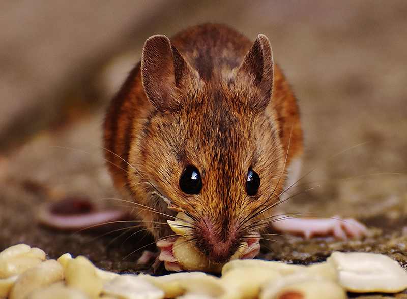 ベトナムでは症例は確認されていませんが、専門家はネズミからの感染源の管理がハンタウイルスや他の感染症を予防するための鍵であると強調しています。写真:Medlatec