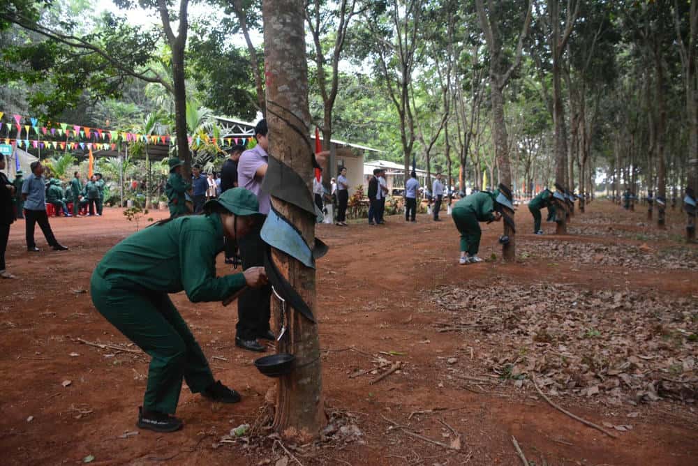 In the 2026 harvest season, Chu Se Rubber Company strives to exceed output. Photo: Van Vinh