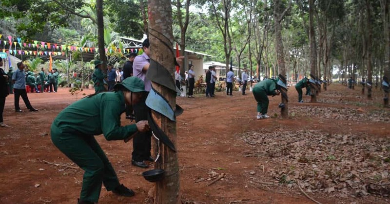 Cao su Chư Sê đặt mục tiêu sản xuất trên 5.100 tấn