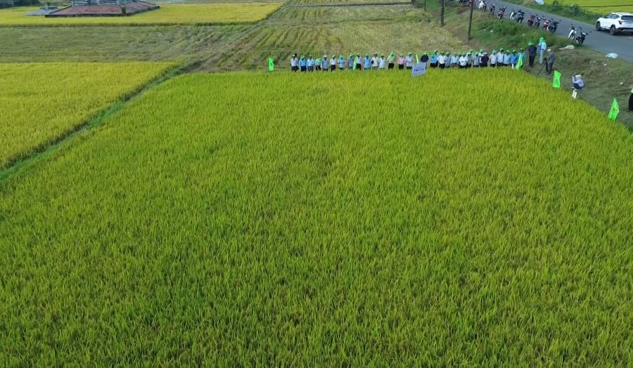 La liaison de la production de riz associée à l'approvisionnement des débouchés aide les agriculteurs de Quảng Trị à cultiver en toute tranquillité d'esprit. Photo: Thanh Trung