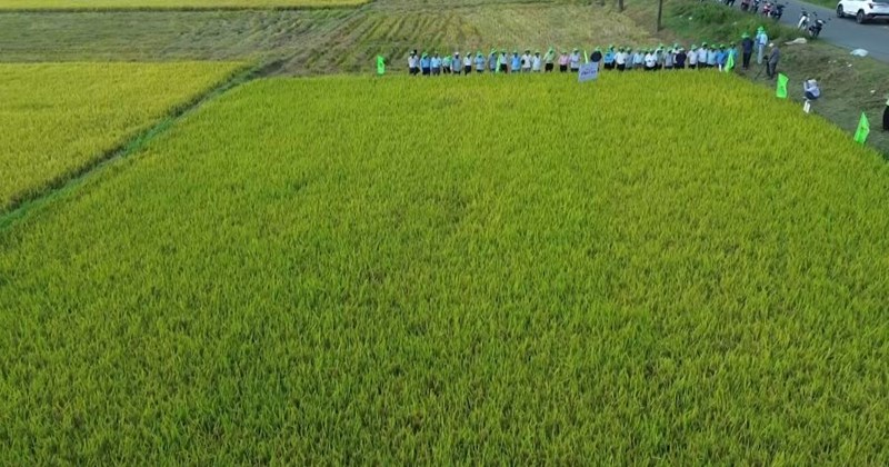 Quảng Trị: Nông dân an tâm sản xuất nhờ liên kết tiêu thụ lúa gạo