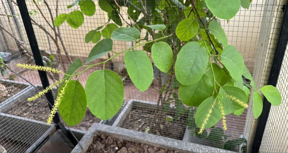 Algunos signos que ayudan a las amas de casa a reconocer los árboles machos o hembras con flores marchitas. Foto: Tuan Dat