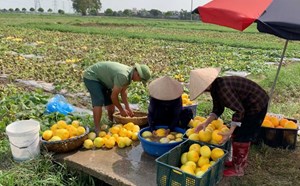 Heavy rain right in the harvest season caused many areas of watermelon in Nam Truc commune (Ninh Binh) to crack and rot. Photo: Luong Ha