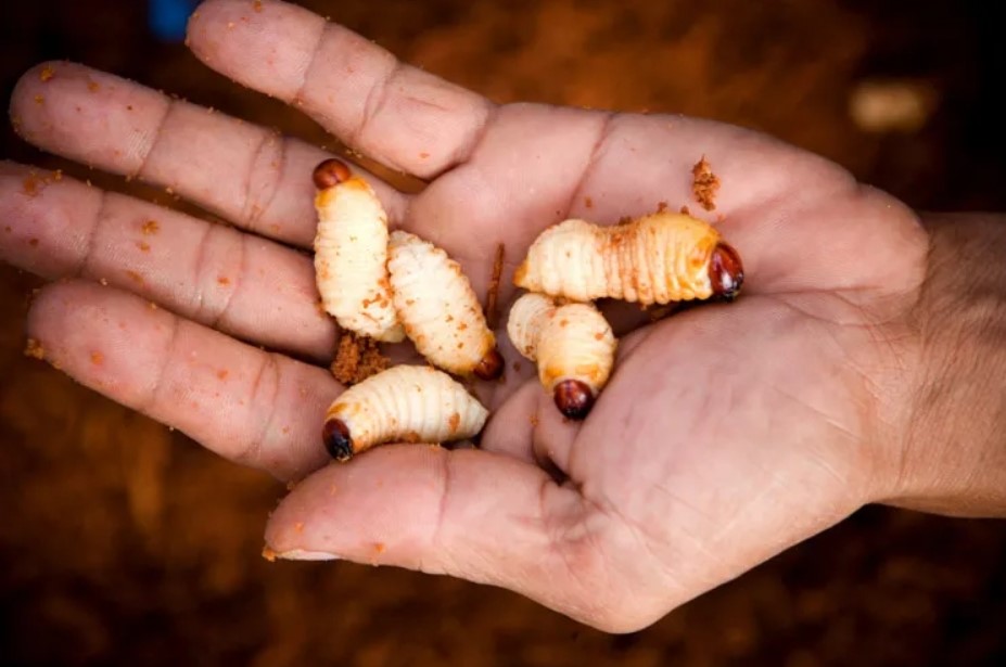 Coconut weevil. Photo: Cut from video