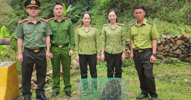 Sơn La: Thả cá thể voọc quý hiếm về rừng sau cứu hộ