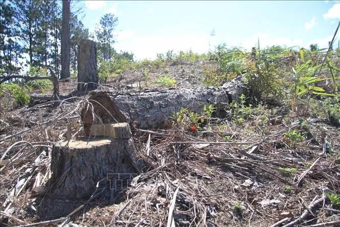 Hundreds of pine trees were burned, cut down and lying scattered in Lam Dong province. Photo: Dang Tuan/VNA