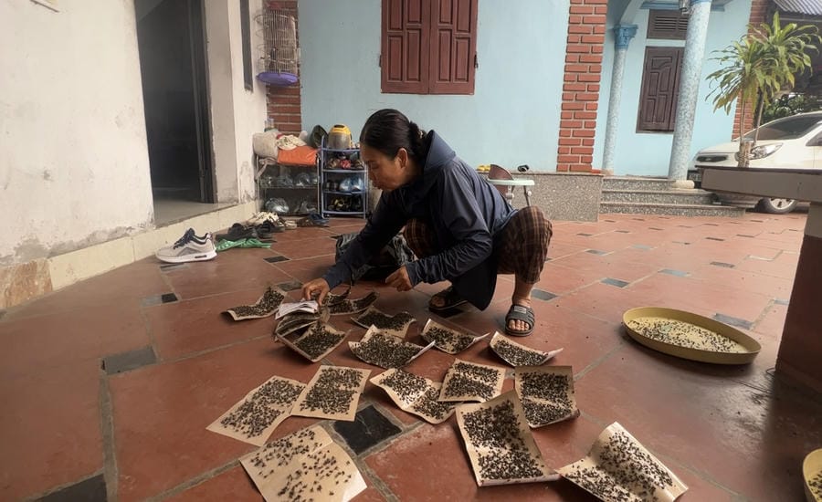 Flies are trapped densely in people's houses near Nam Son landfill. Photo: Cuong Ngo