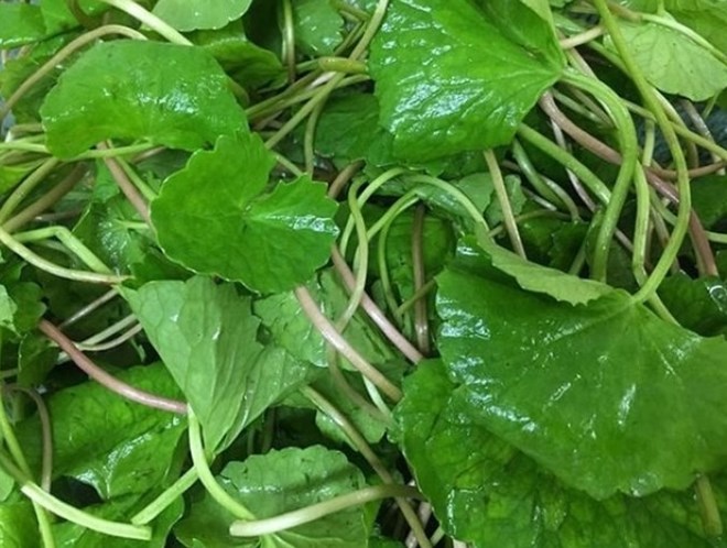 Pennywort is one of the vegetables commonly grown indoors, helping to cool the liver. Photo: Kieu Vu.
