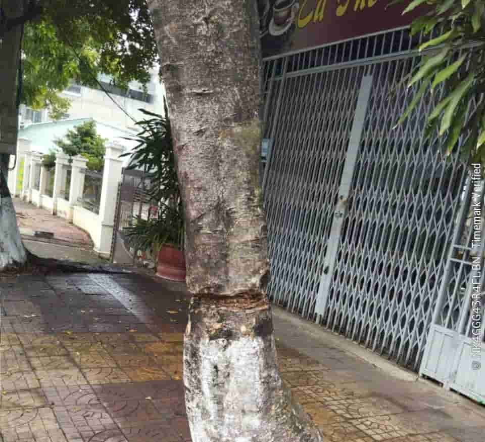 Green trees are cut down, at risk of dying gradually on Duy Tan street, Dak Cam ward. Photo: THANH TUAN