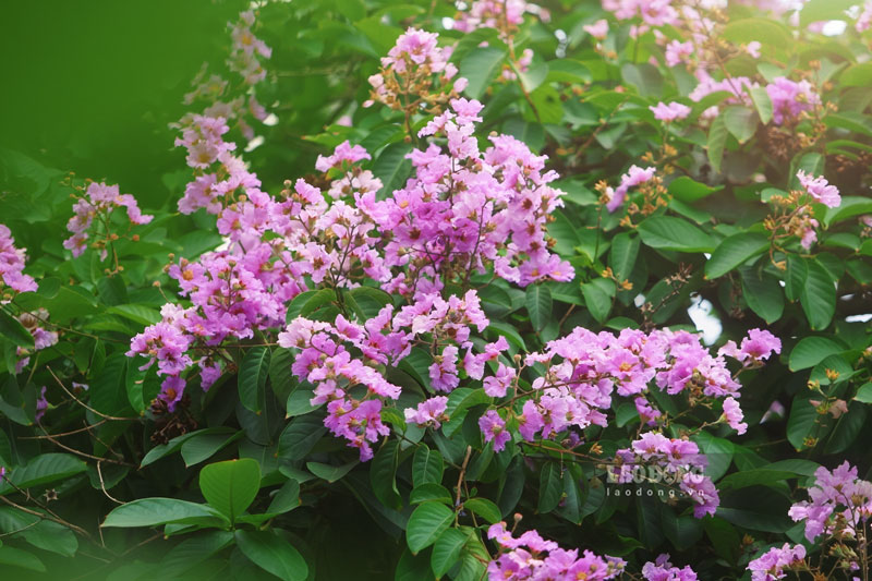 Dưới cái nắng gắt đầu mùa, sắc tím của hoa bằng lăng dường như trở nên rực rỡ và bắt mắt hơn trên nền lá xanh mướt.