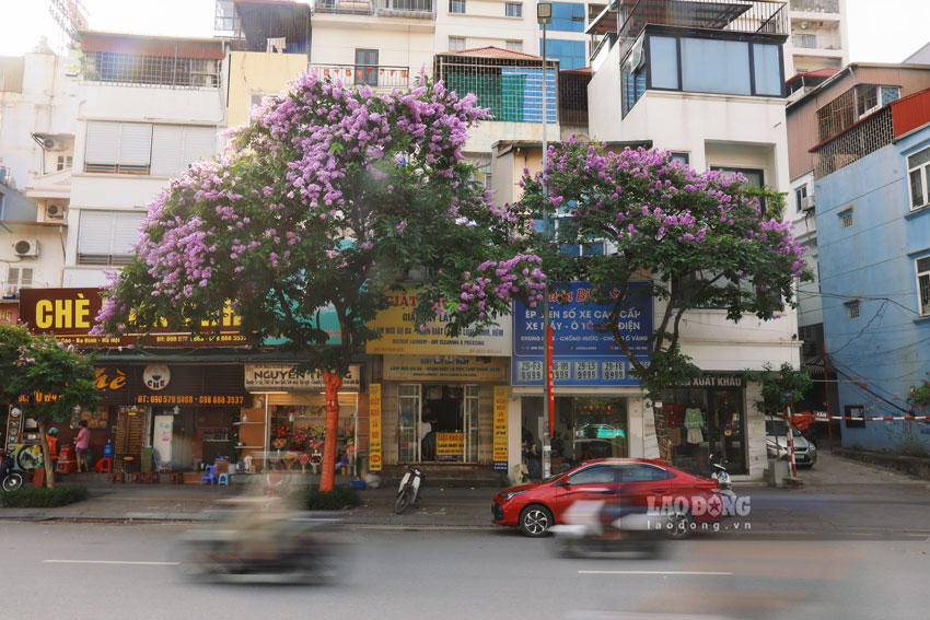 Sự tương phản màu sắc này giúp các tán cây bằng lăng trở thành điểm nhấn nổi bật giữa những ngôi nhà và nhịp sống hối hả xung quanh.