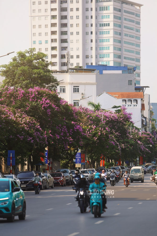 Sự xuất hiện của sắc tím nhẹ nhàng giữa phố phường phần nào giúp giảm bớt cảm giác oi bức và áp lực giao thông cho người đi đường.