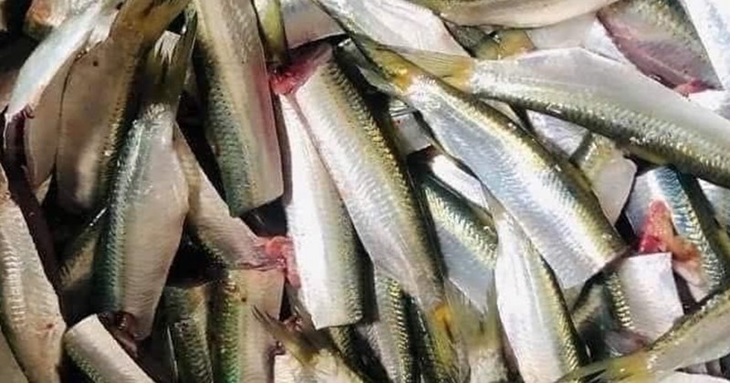 Chế biến cá trích cho bà nội trợ, tốt cho tim mạch