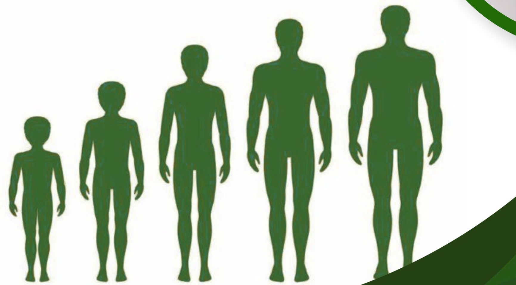 Premature puberty in boys is not just a matter of rapid growth. Photo: BVCC